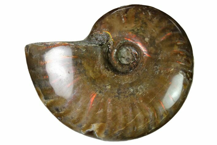 Red Flash Ammonite Fossil - Madagascar #151681
